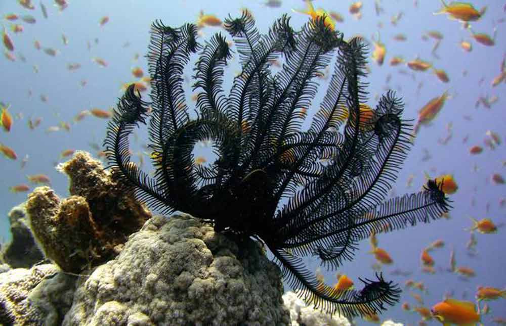 incredibel-black-feather-star.jpg