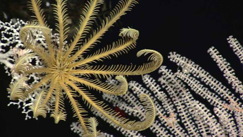 incredible-feather-star-coral.jpg