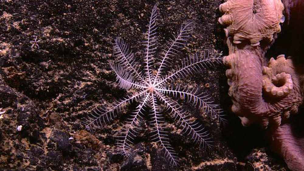 incredible-feather-star-octopus