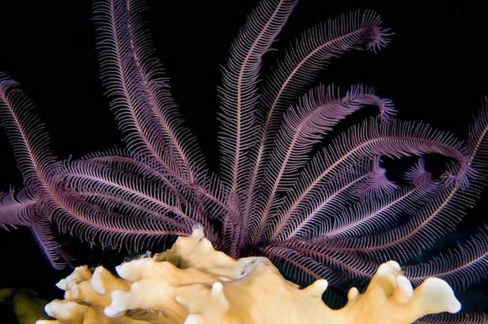 incredible-feather-star.jpg