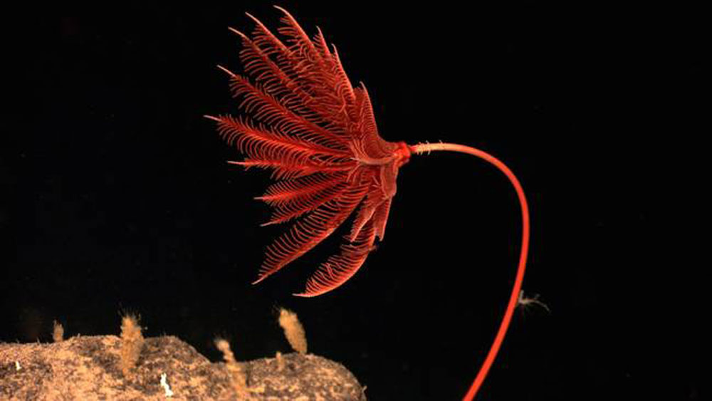 incredible-red-sea-lily.jpg