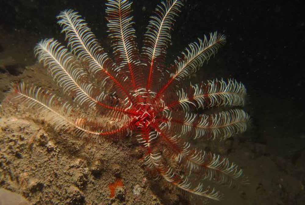 incredible-red-white-feather-star.jpg