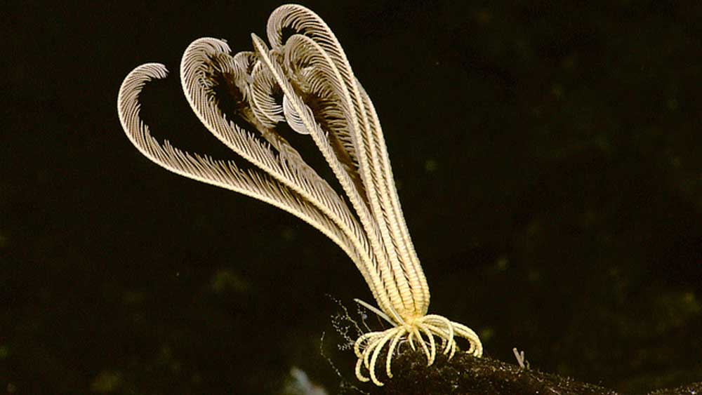 incredible-yellow-feather-star