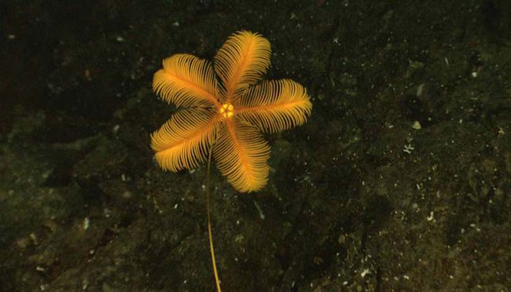 incredible-yellow-sea-lily.jpg