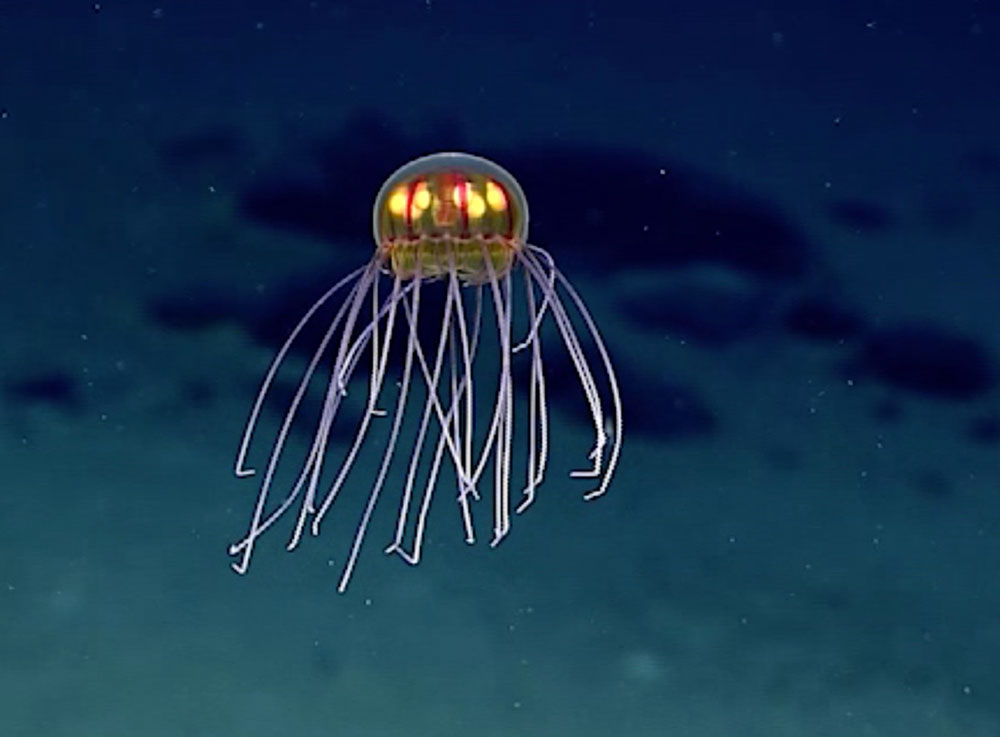 alien-jellyfish-2