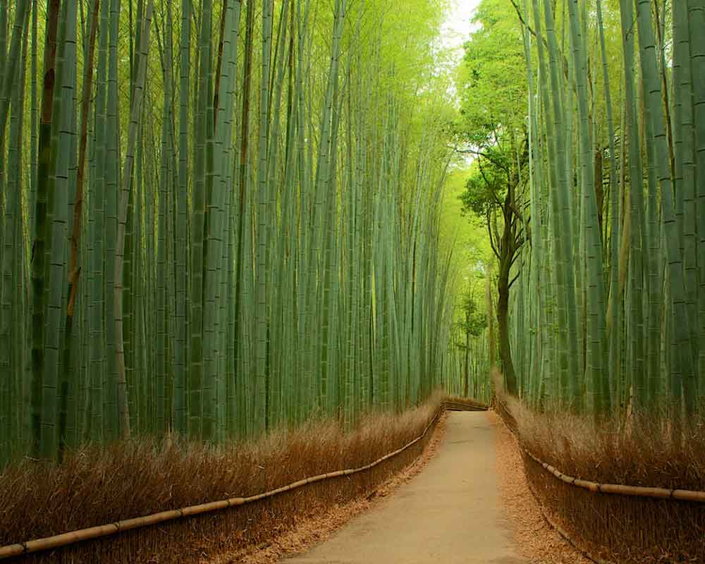 bamboo-forest-japan