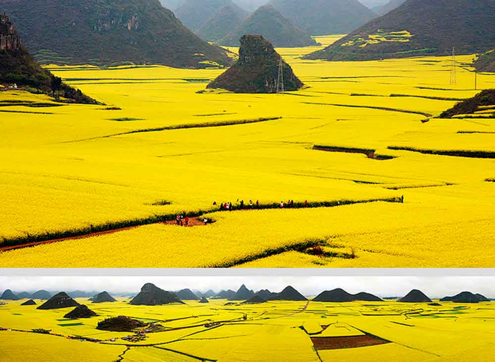 canola-flower-fields-chaina