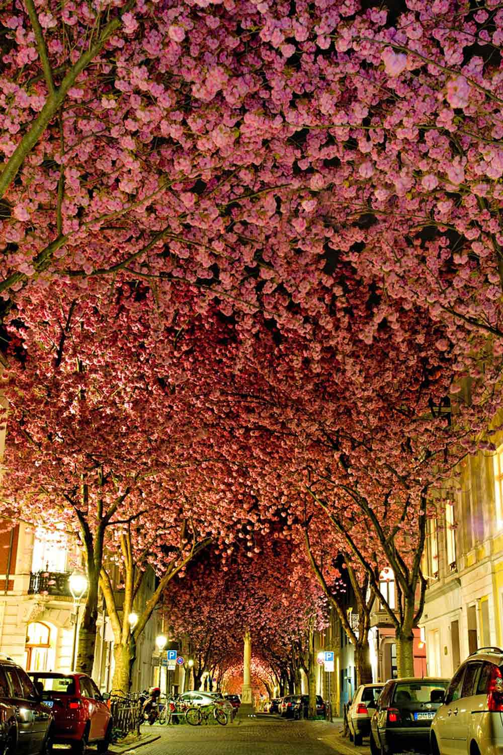 cherry-blossom-street-germany
