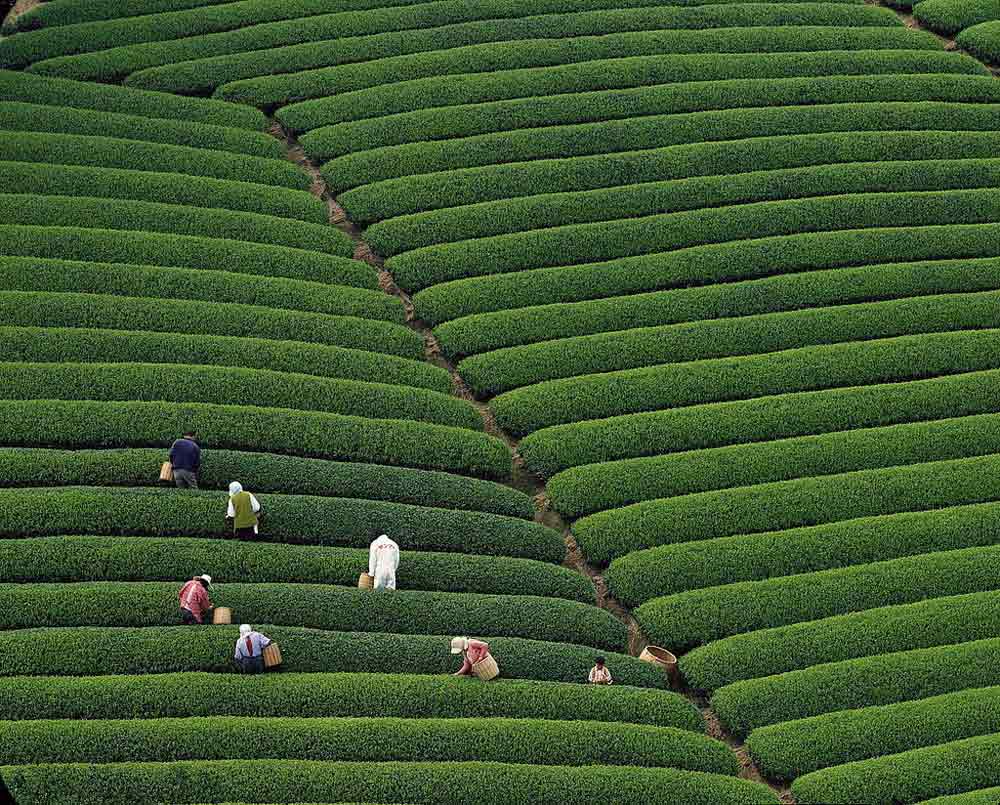 fields-of-tea-chaina-2