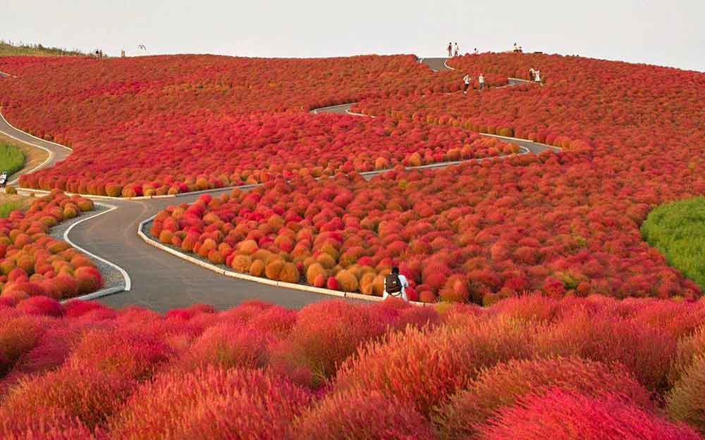 hitachi-seaside-park-japan