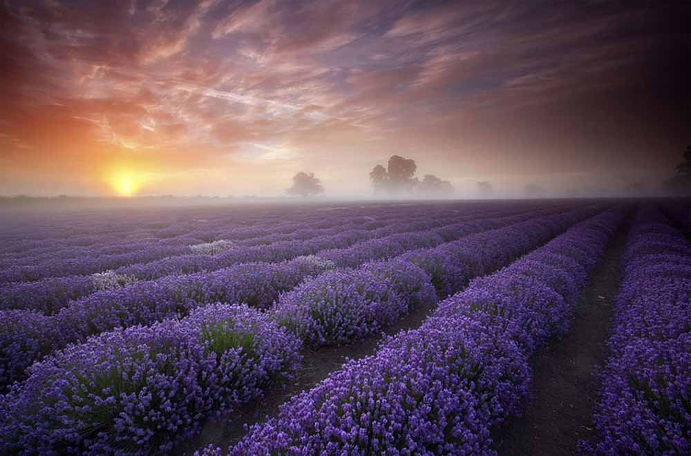 lavender-fields-uk-france-1