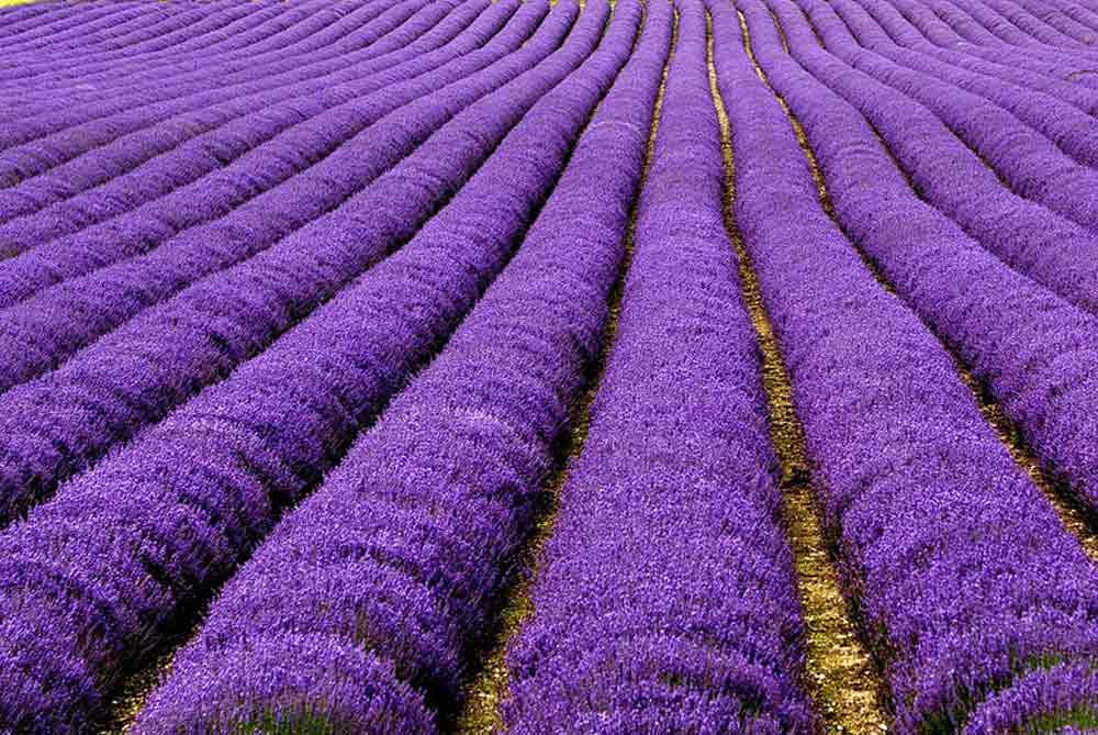 lavender-fields-uk-france-2