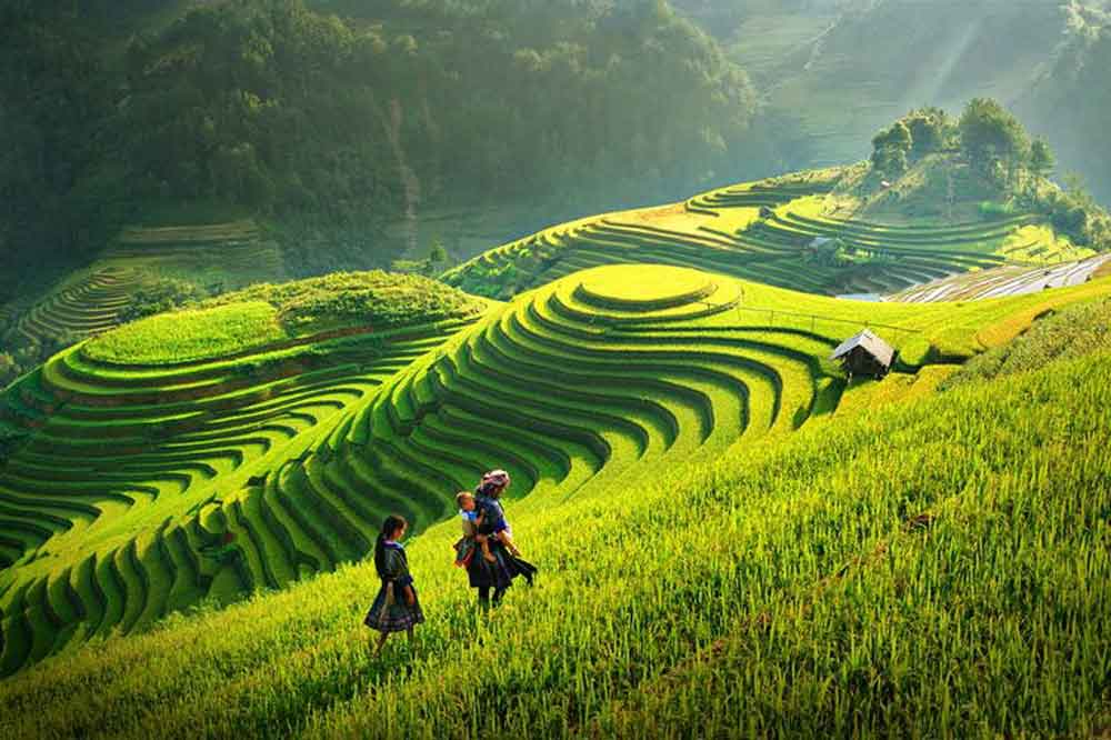 rice-terrace-fields-vietnam-2