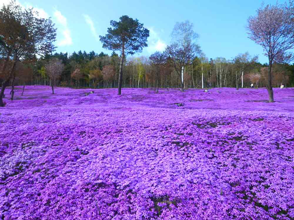 shibazakura-flowers-takinoue-park-japan