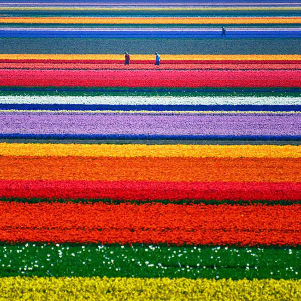 tulip-field-netherland