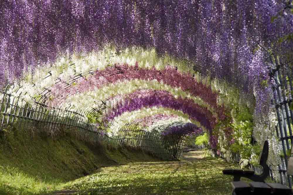 wisteria-flower-tunnel-japan-1