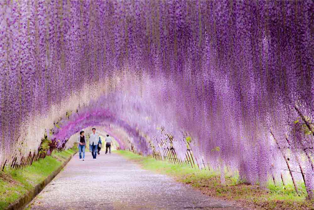 wisteria-flower-tunnel-japan-2