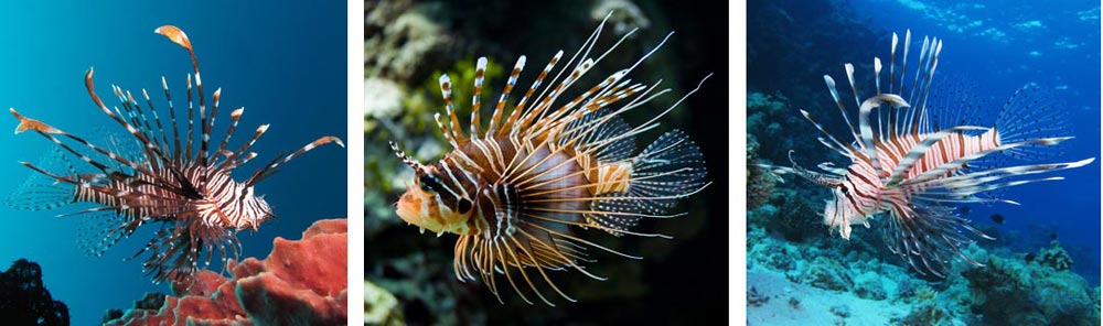 lionfish-2