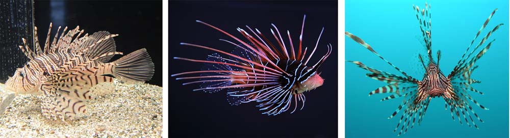 lionfish-3