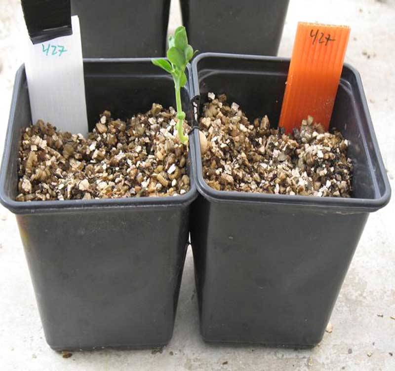pea-plant-3