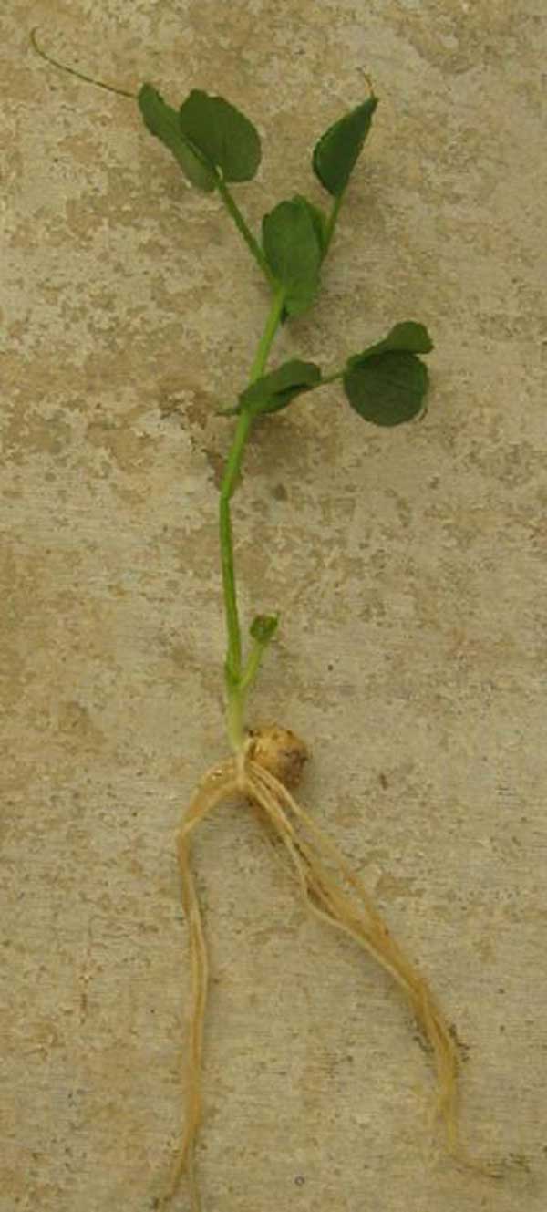 pea-plant-4