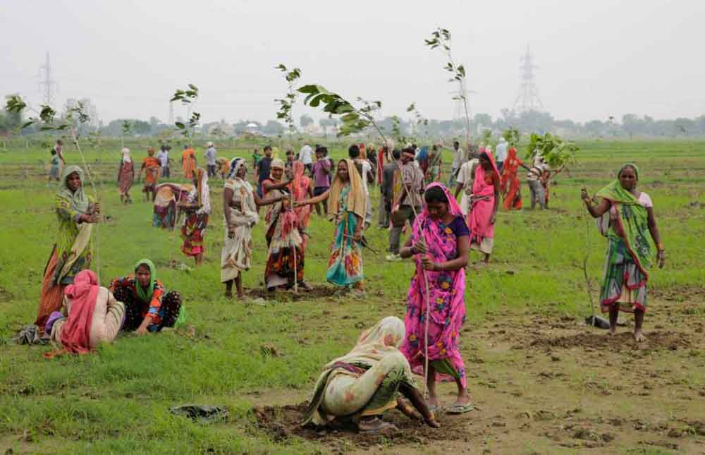 trees-india-2