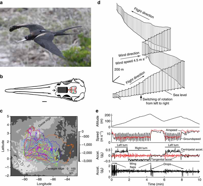 flying-bird-sleep-3