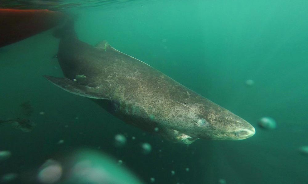 greenland-shark-2