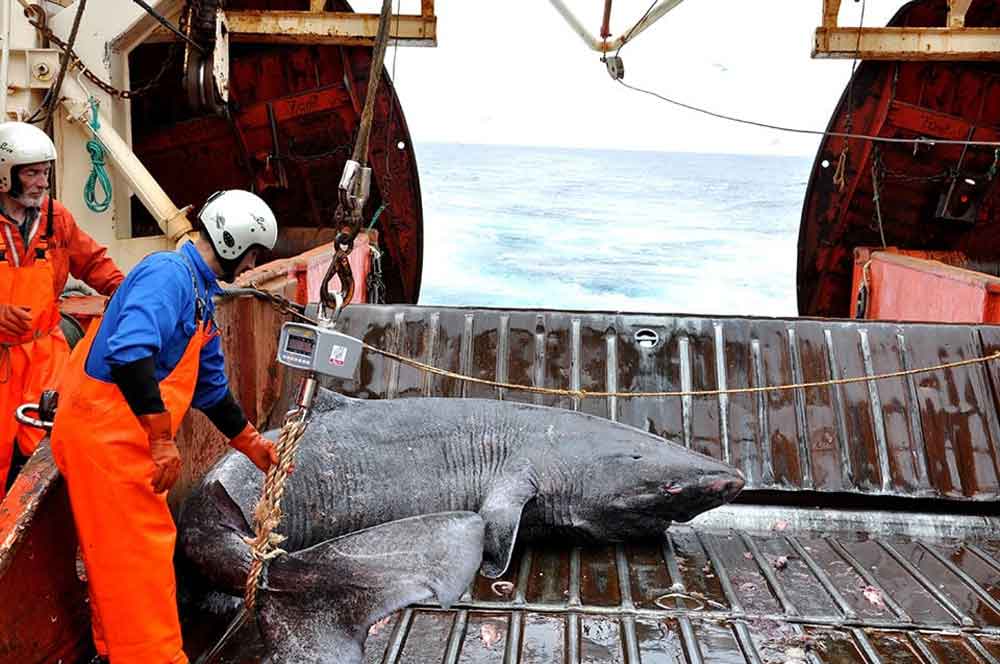 greenland-shark-3