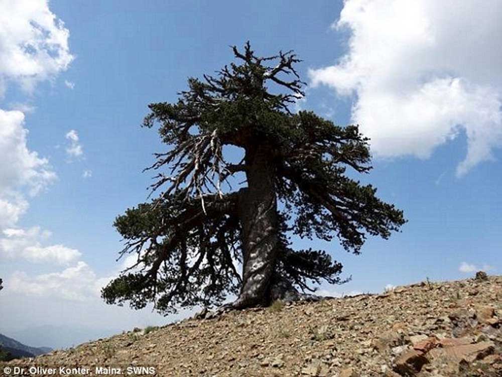 oldest-tree-4