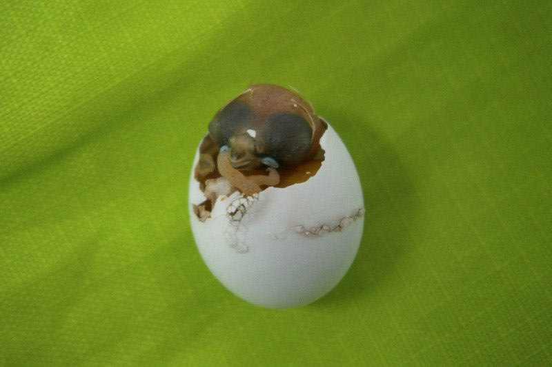 zebra-finch-2
