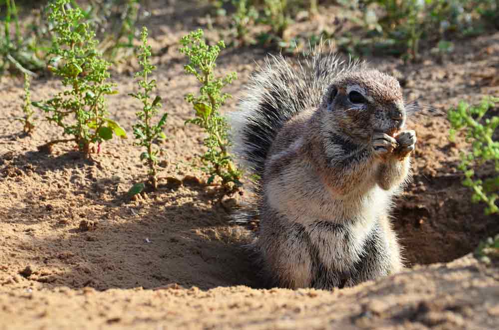 cape-ground-squirrel-2