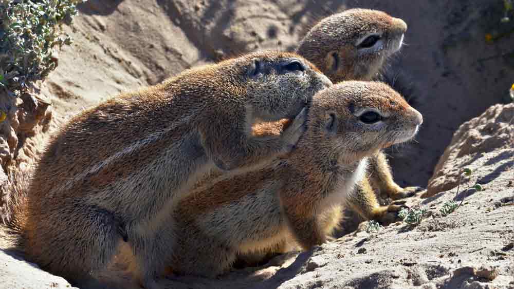 cape-ground-squirrel-3