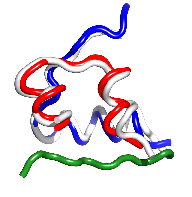 cone-snail-insulin-2