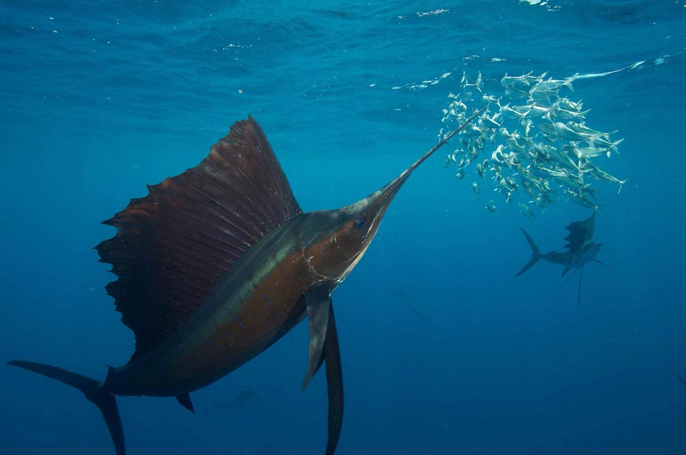 sailfish-group-hunt-2