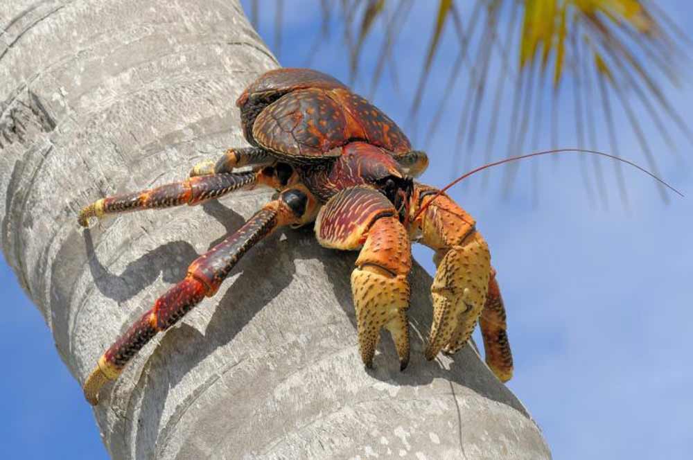 coconut-crab-strongest-pinch-2