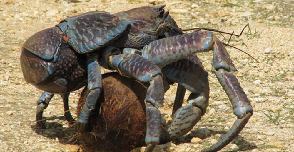 coconut-crab-strongest-pinch-3
