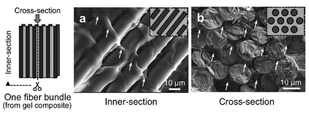 fiber-reinforced-hydrogel-3