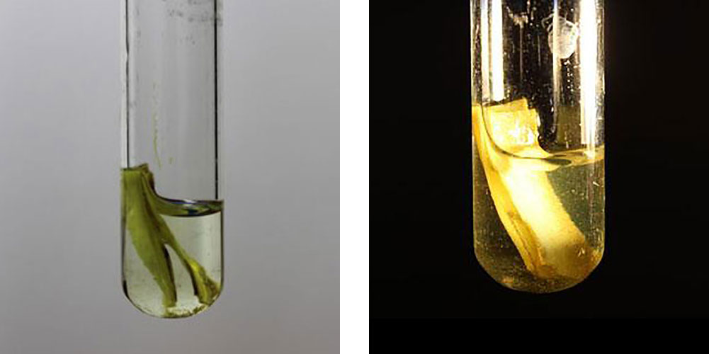 hydrogen-biomass-and-light-2