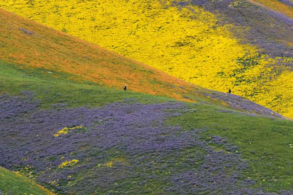 california-super-bloom-4