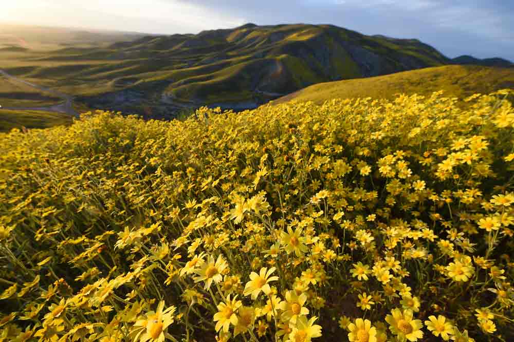 california-super-bloom-5