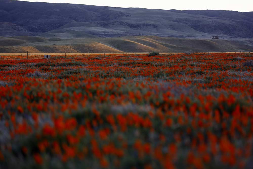 california-super-bloom-6