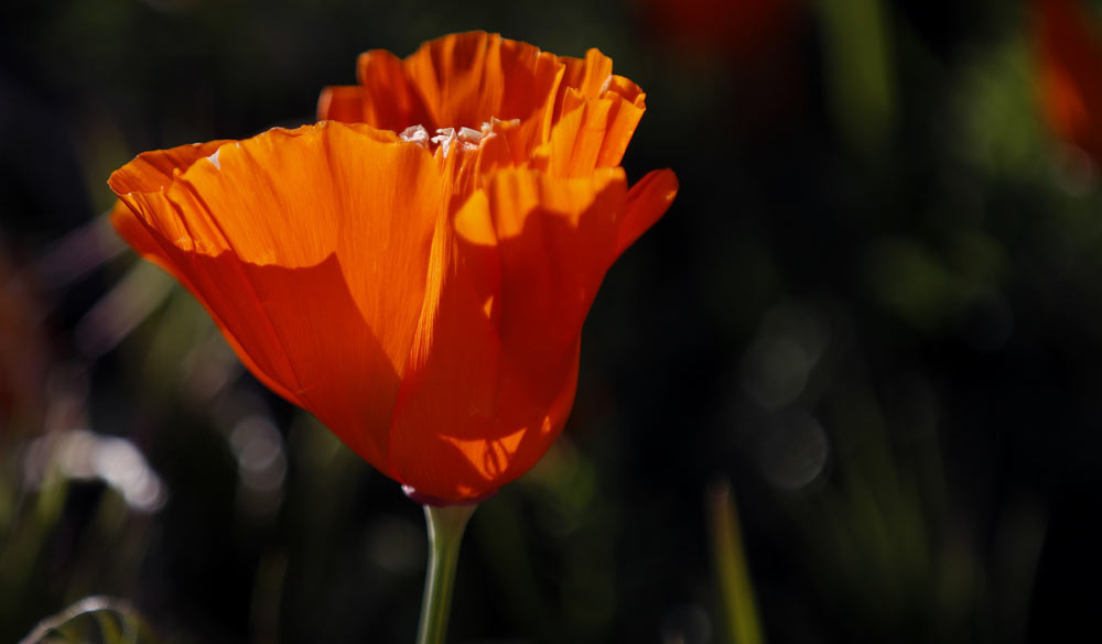 california-super-bloom-7