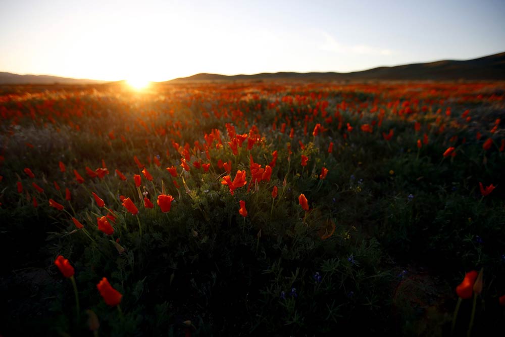 california-super-bloom-8