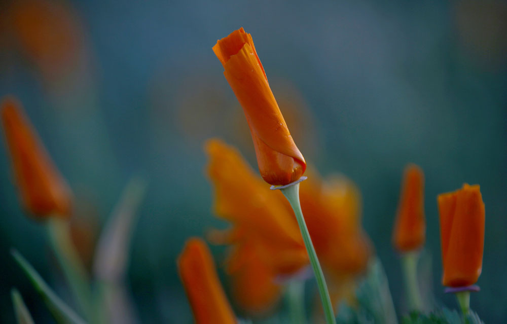 california-super-bloom-9