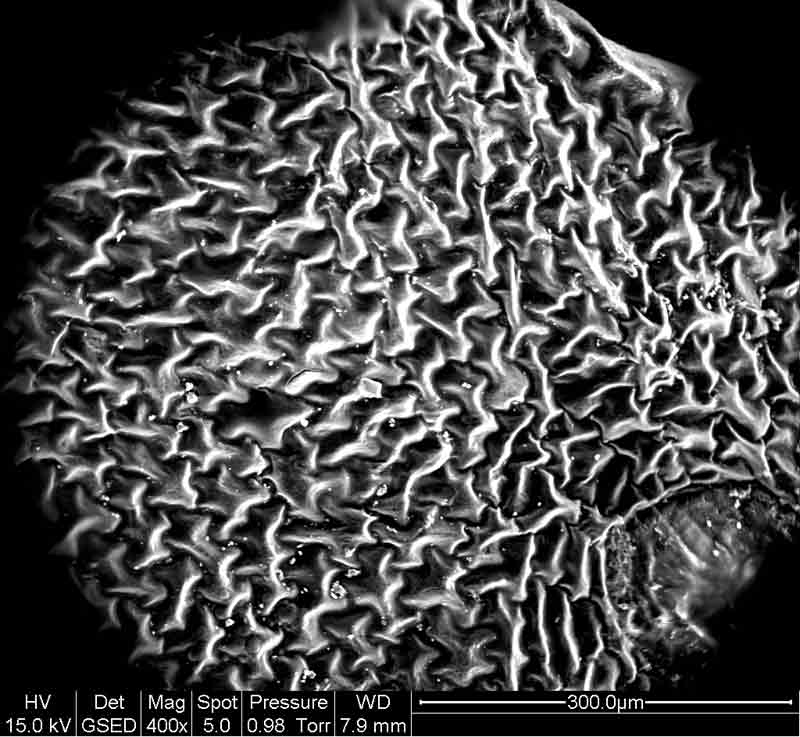 graphene-electrode-2