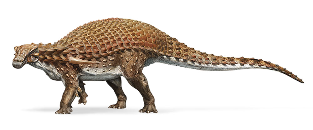 nodosaur-fossil-canada-2
