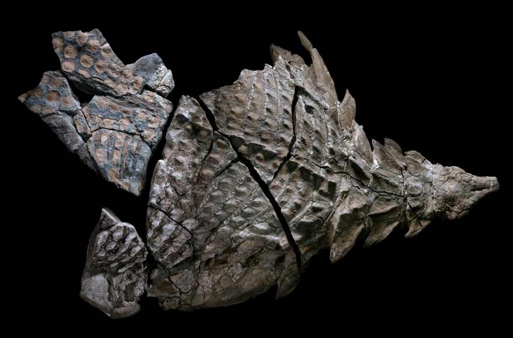 nodosaur-fossil-canada-3