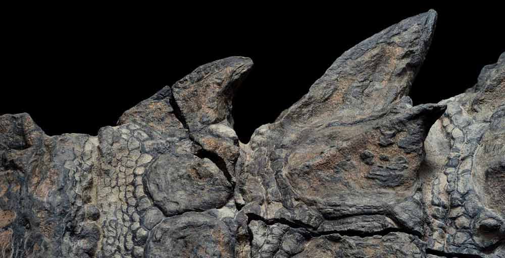 nodosaur-fossil-canada-4