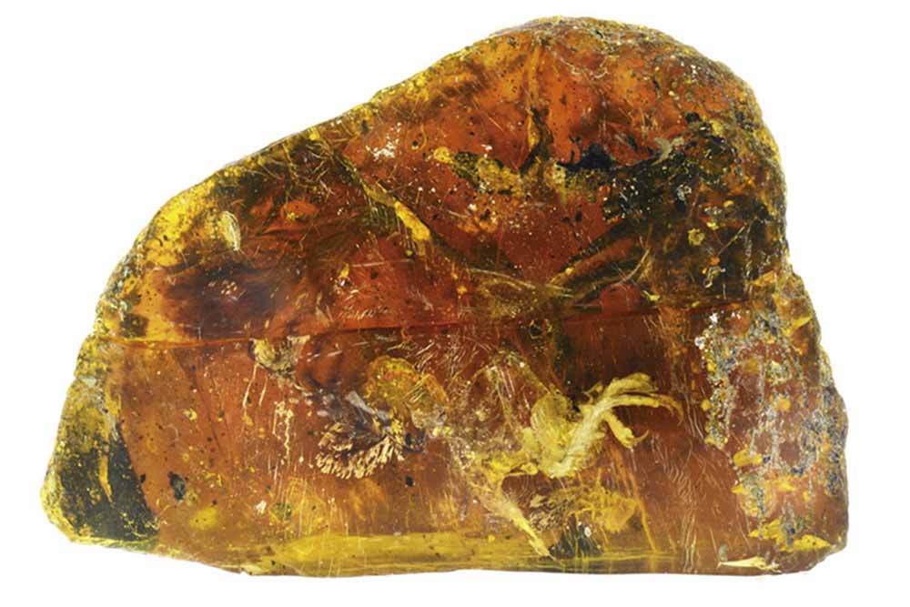 99-million-year-bird-in-amber-2